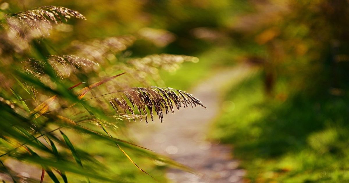 Europe – La feuille de route de la transition écologique de l’EOF: Recevoir Laudato Si’ avec joie