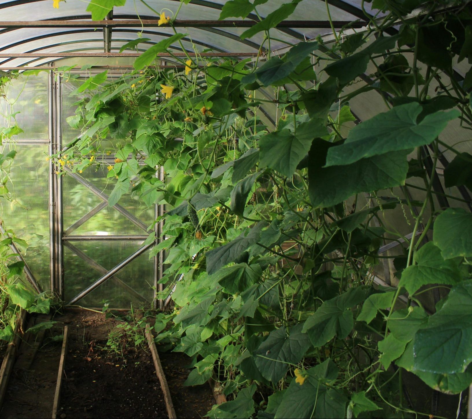 Abordar el hambre oculta mediante el cultivo de hortalizas sin suelo