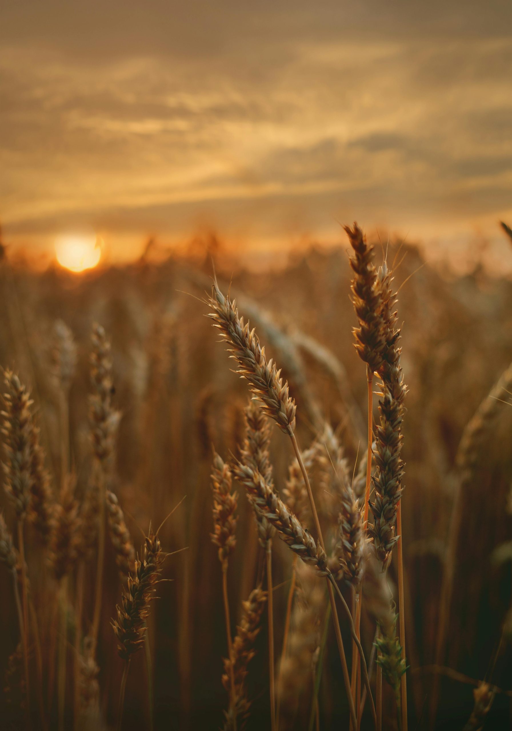 Apostando por la agroecología como forma de producción agrícola y de establecer relaciones sociales
