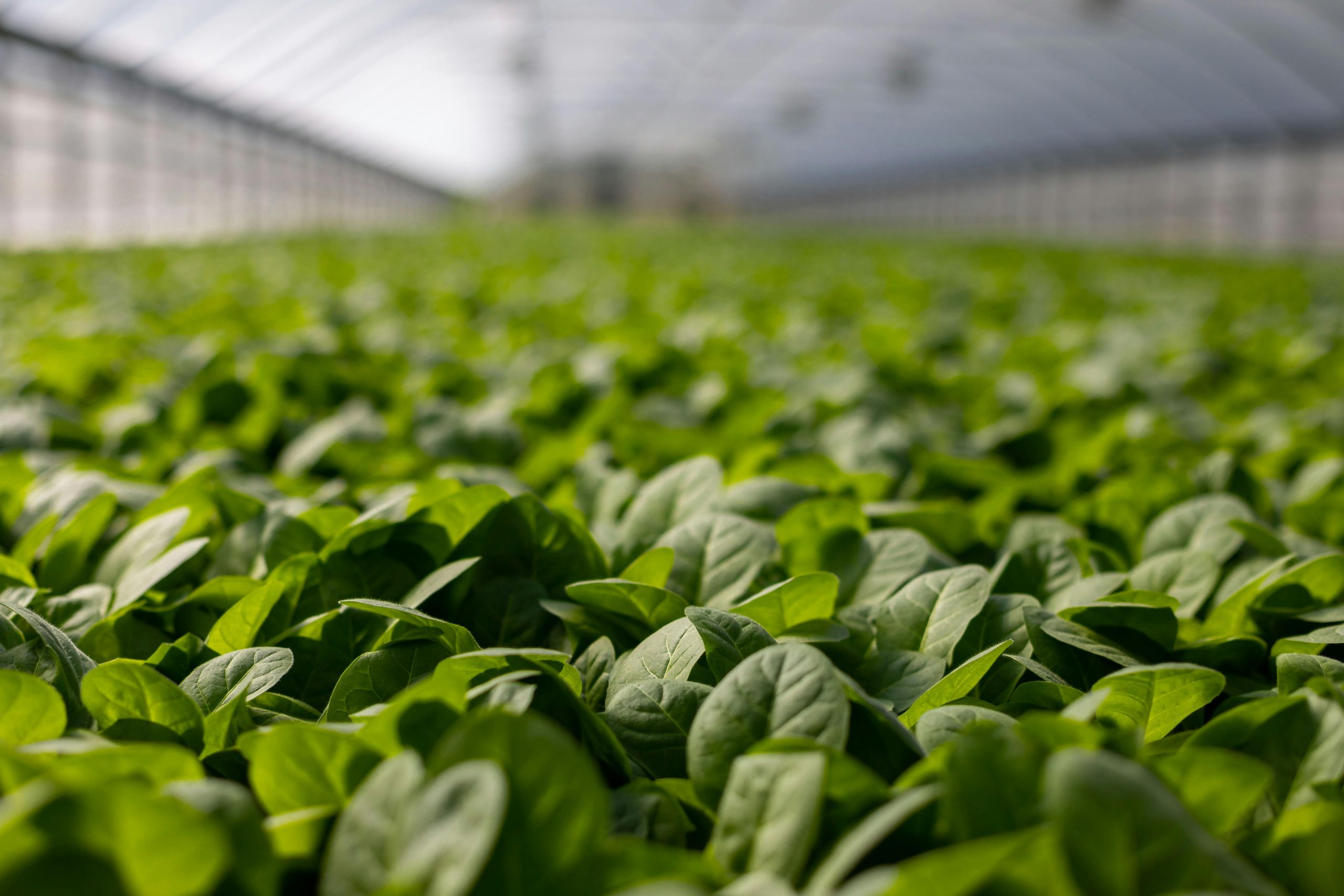 pexels-nc-farm-bureau-mark-2749165