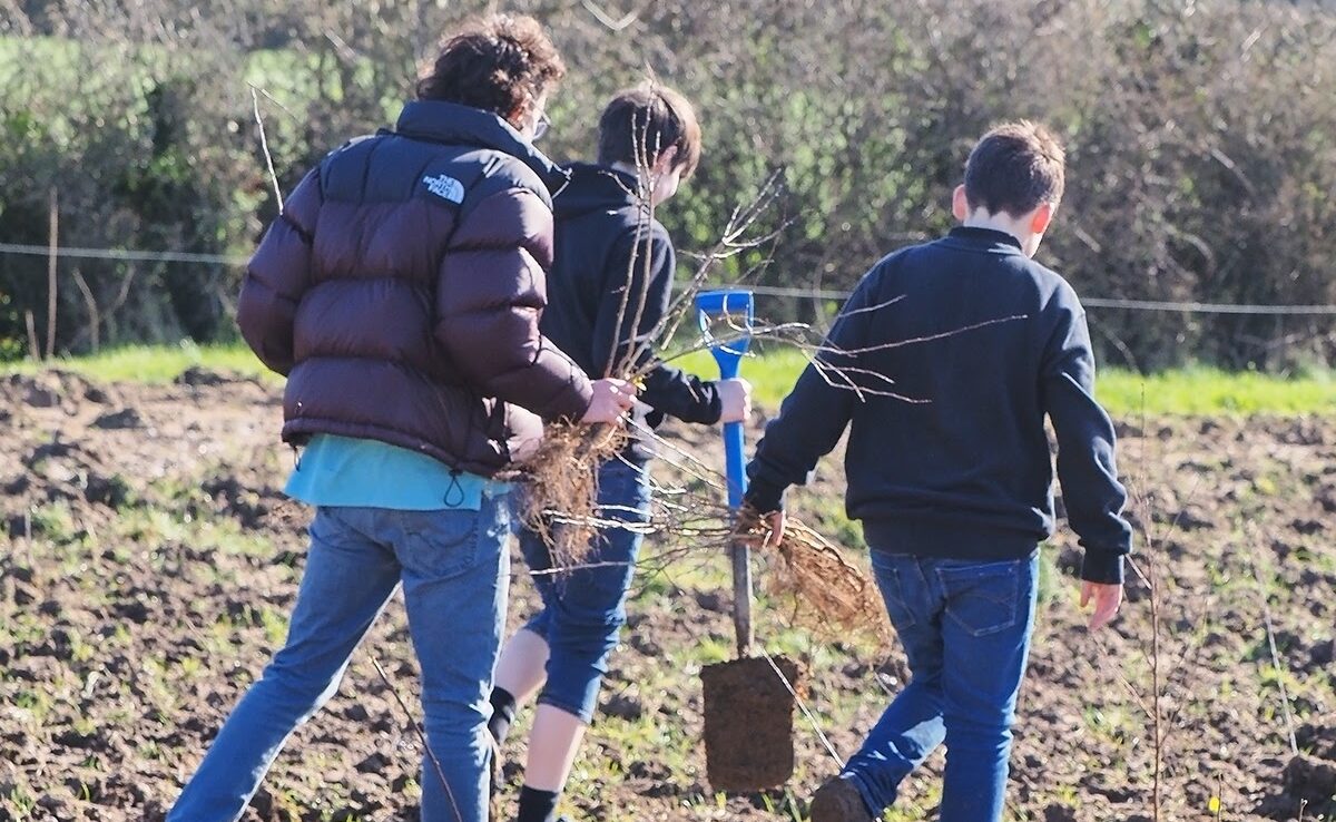 tree planting