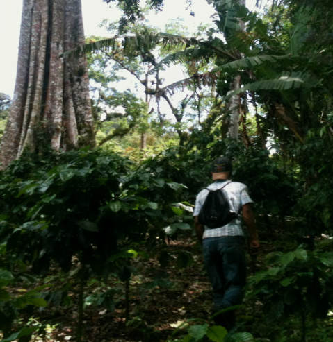 Transformaciones agroecológicas para la sostenibilidad medioambiental