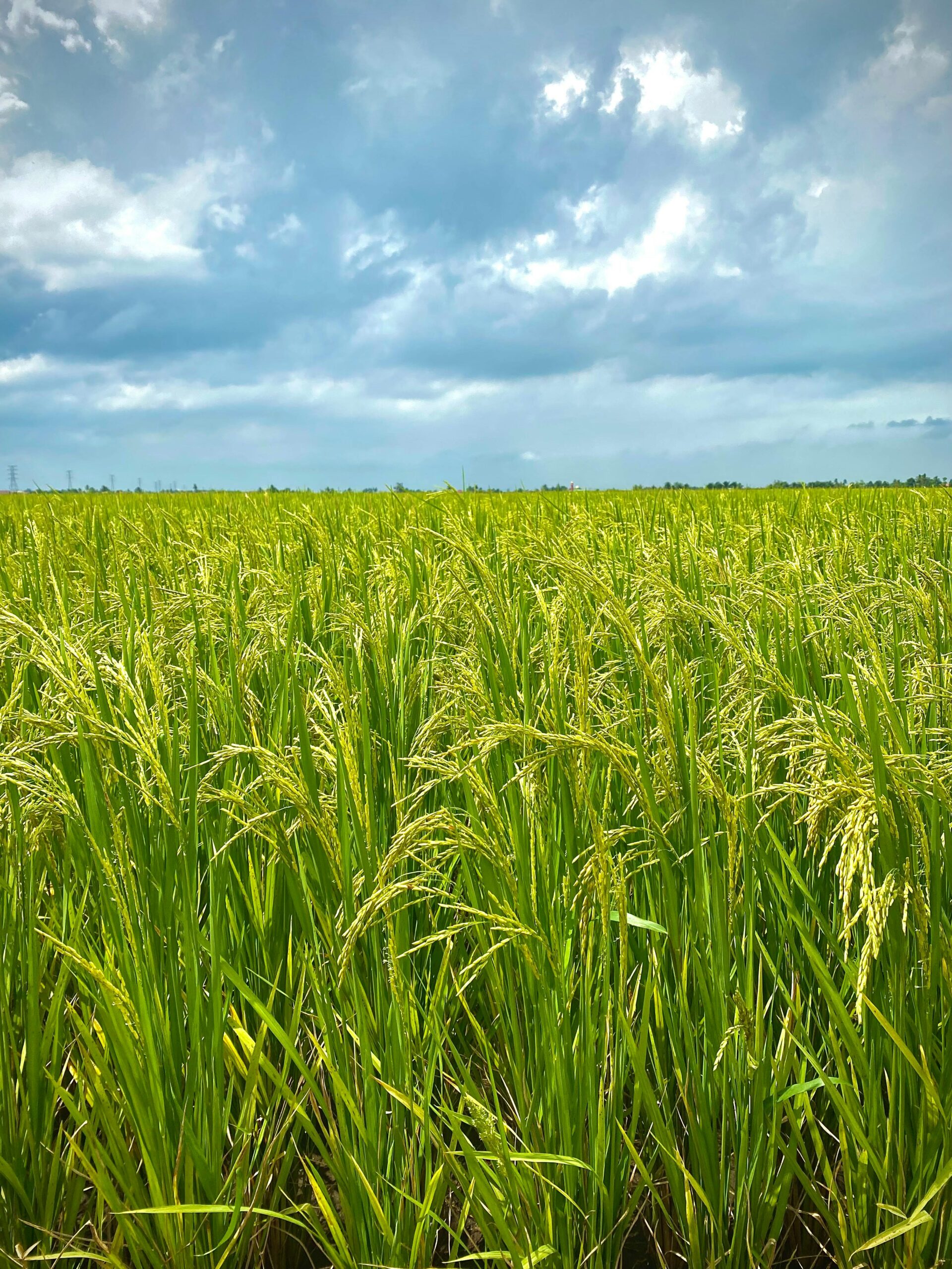 Dietas sostenibles y prácticas agrícolas