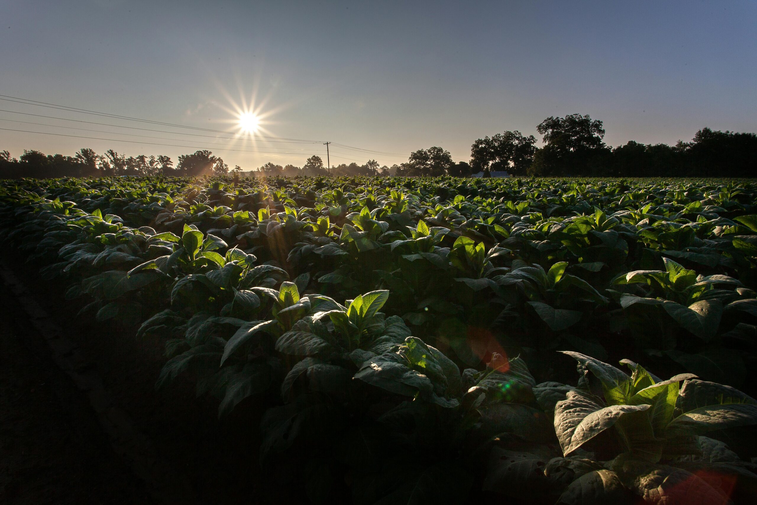 pexels-nc-farm-bureau-mark-2257524