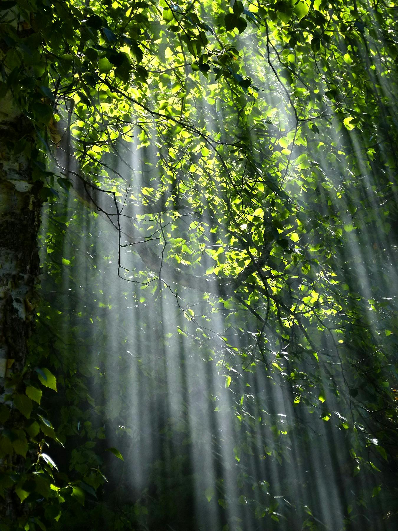 A Decade of Laudato Si’: Asian Bishops Urgent Call for Ecological Conversion and Action at COP30